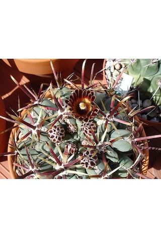 Glandulıcactus Mathssoni Kaktüs Çiçeği Tohumu 5 Tohum