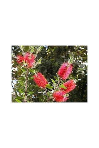 Fırça Çalısı Callistemon Leavis 20-40 Cm Boy Fidanı