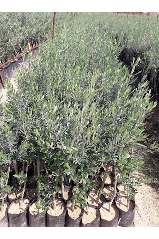 Trilye Gemlik Zeytin Fidanı 3 Adet