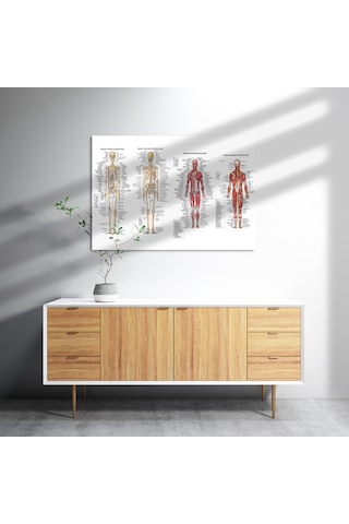 Cakasepetim İskelet Kas Sistemi Çizimi Ve İsimlendirmesi Görseli Ahşap Mdf Tablo