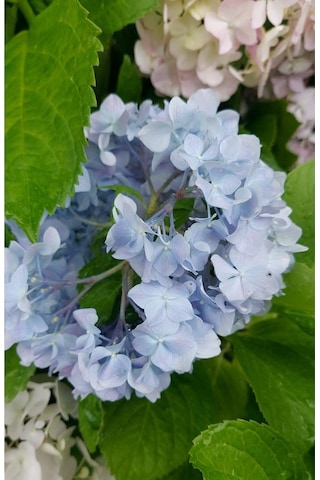 Videolu 1 Adet Mavi Renk Ortanca Çiçeği Fidanı 30-60 Cm Saksılı Çiçekli Bodur Bitkiler Hydrangea
