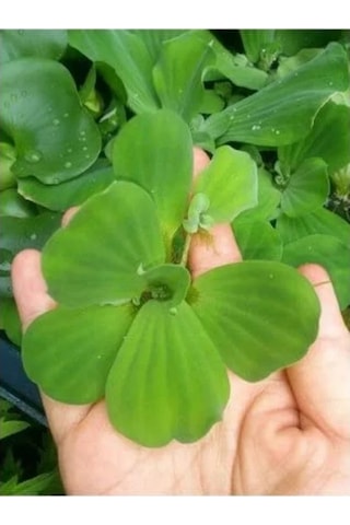 Pistia Su Marulu Bitkisi, Akvaryum Suyu Temizler Ve Filtreler