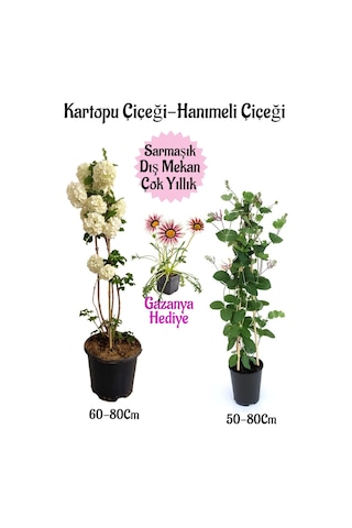 Kartopu Çiçeği 1 Adet +hanımeli Çiçeği 1 Adet+kırmızı Gazanya Hediye Saksılı Bahçe Seti