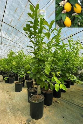 3 Yaş Mayer Yediveren Limon Fidanı Saksılı-Üzeri Meyveli