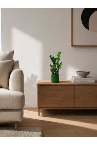 Zeze Çiçeği - Zamia Yeşil Seramik Saksıda 40-50 Cm