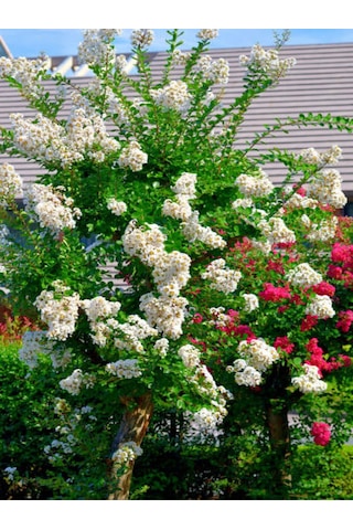 Videolu Beyaz Renkli Oya Ağacı Fidanı 40 80 Cm 1 Adet Saksılı Dış Mekan Ağaç Lagerstroemia Indica