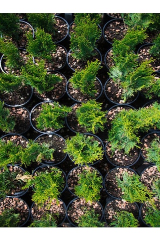 Videolu Özel Seri Leylandi Çam Fidanı 20 30cm 10 Adet Dış Mekan Bitkisi Cupressocyparis Leylandii
