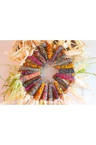 Tohum Renkli Mısır Tohumu 50 Adet