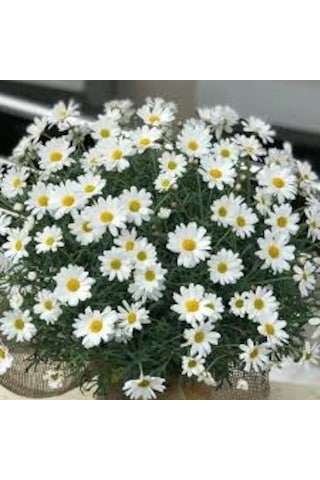 250 Adet Tohum Yayılıcı Kır Papatyası Çiçeği Tohumu Saksı Toprak