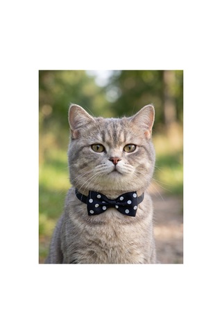 Kedi Köpek Papyonlu Tasma Serisi 3 Adet