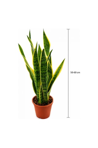 Alacalı Paşa Kılıcı Sansevieria - Büyük Boy 50-60 Cm