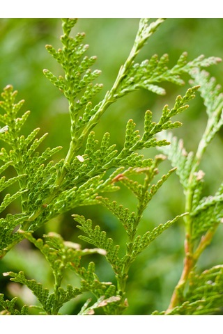 Altuni Mazı Fidanı Thuja Orientalis Aurea Tüplü Herdem Yeşil Bahçe Çit Bitkisi
