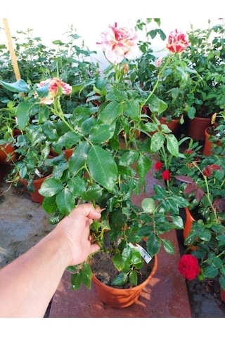 Yediveren Kokulu Türkiyem Gül Fidanı 50 90cm 1 Adet Tüplü Aşılı Gül Rose