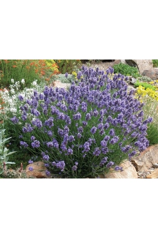 Lavanta Lavandula Angustifolia 5 Adet