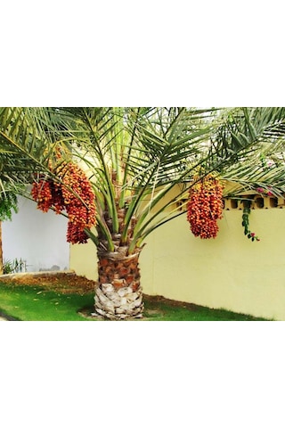 Saksılı Phoenix Canariensis Hurma Palmiyesi Ağacı 5 Yaş Saksılı Phoenix Canariensis Hurma Palmiyesi Ağacı 5 Yaş