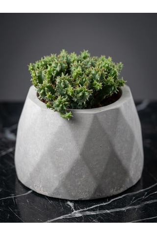 Zevli Ateliera El Yapımı Beton Saksı + Canlı Sukulent & Kaktüs Koleksiyonu Antrasit, Geo, Euphorbia Submammillaris Var. Pfersdorfii