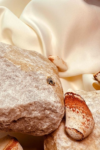 Skull Tasarım Taşlı Halka Altın Gold Renk 316l Stainless Steel Çelik Piercing Tragus Helix Altın