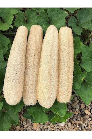 Springsun Doğal Lif Kabağından Üretilmiş 3'lü Set - Bulaşık, Temizlik Ve Banyo İçin Dayanıklı 30-50cm Haki