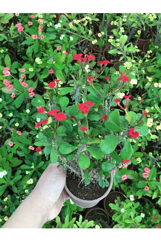 Dikenler Tacı Küçük Çiçekli Ithal Euphorbia Milli Kırmızı