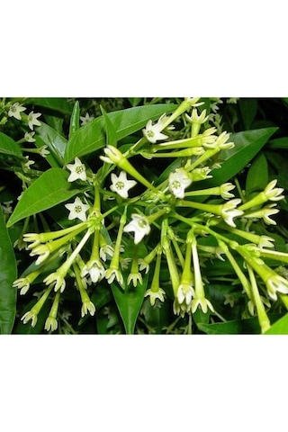 Gece Sefası Limon Çiçeği Melisa 10-20 Cm