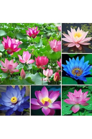 20 Adet Lotus Çiçeği Tohumu Nilüfer Çiçeği Karışık Renkli Orjinal Lotus Su Ve Toprakta Yetişir Çok Renkli