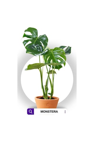 Monstera Deliciosa - Deve Tabanı - Ev Ofis Salon Iç Mekan Bitkisi - 60 Cm
