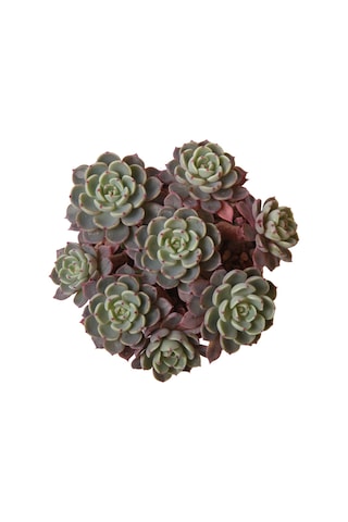 Echeveria Nana Mini Hook - Sukulent Haangarden