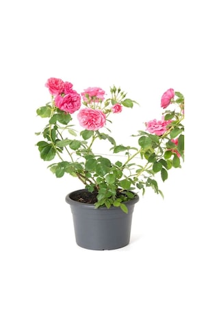 Formlu Yoğun Kokulu Pembe Gül Fidanı 1 Adet Saksılı 30-60cm Pink Rose
