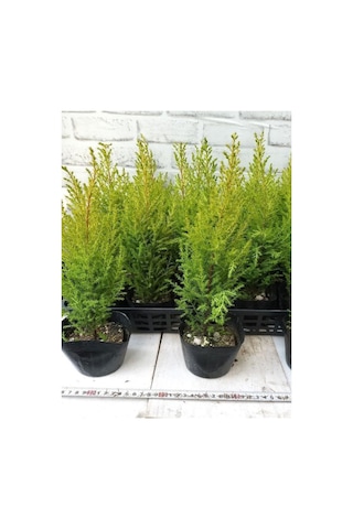 Fomlu Kokulu Limon Servi Fidanı Tüplü 10 Adet 15-25cm Dış Mekan Ağacı