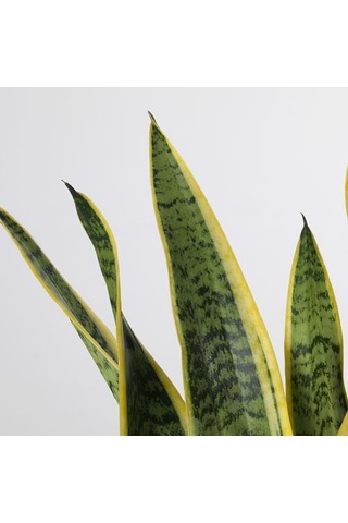 Ikea Sansevıerıa Trıfascıata Canlı Bitki, Yeşil, 14 Cm, Sansevieria Trifasciata