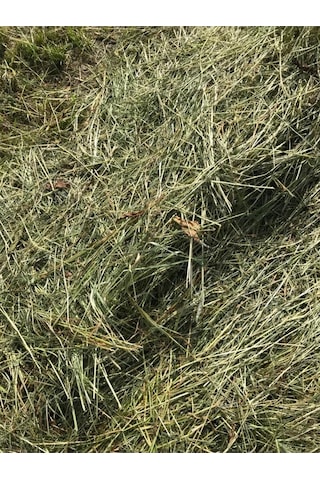 Çayır Otu Taze Yeşil ve Kuru Kemirgen Otu 2 KG