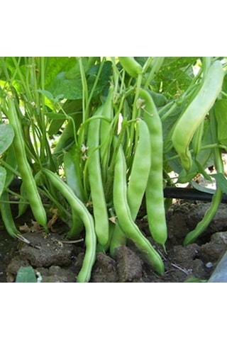 Yerli Tokat Kızılı Sırık Fasulye Tohumu 100 GR N114795