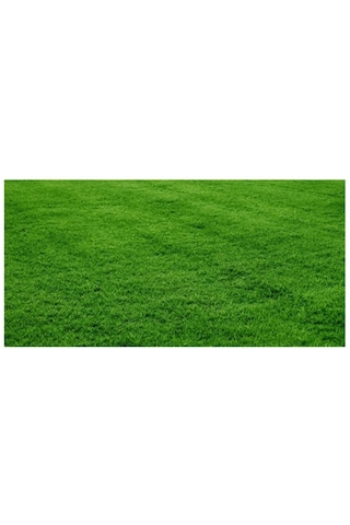 Agrobazaar Bermuda Çim Tohumu Uganda Çim Tohum 1 Kg
