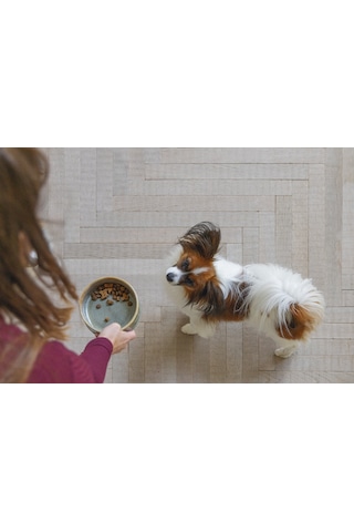 Beeztees Dbl Köpek Mama Su Kabı, Seramik, Yeşil, 13,5cm, 500ml