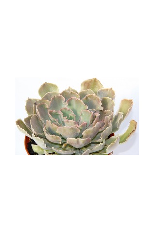 Echeveria Sukulent Büyük Boy