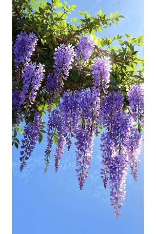 Mor Salkım 'wisteria Sinensis' / 100-120 Cm Sarılıcı Çiçekli Bitki