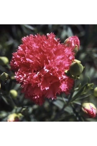 Chabaud Pure Rose Karanfil Çiçeği Tohumu 70 Adet