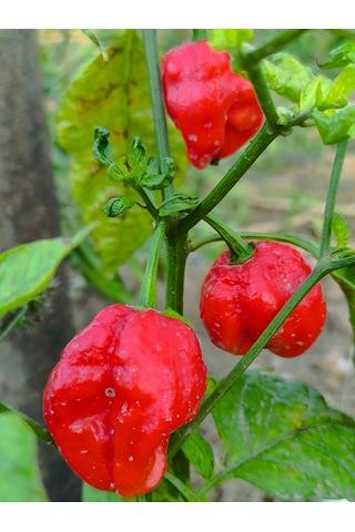 Jamaican Red Habanero 425.000 Scoville Gerçek Taze Acı Biber