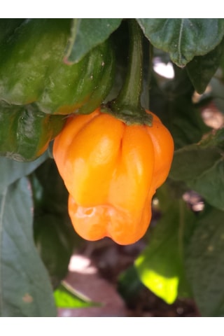 Scotch Bonnet Jamaican Yellow Pepper 350.000 Scoville - Gerçek Taze Acı Biber