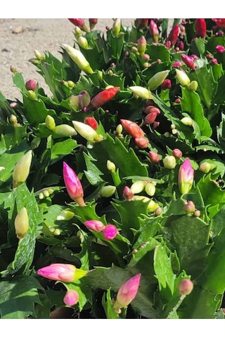 Açık Pembe Renk Schlumbergera Truncata Yılbaşı Çiçeği 1 Adet 10-15cm