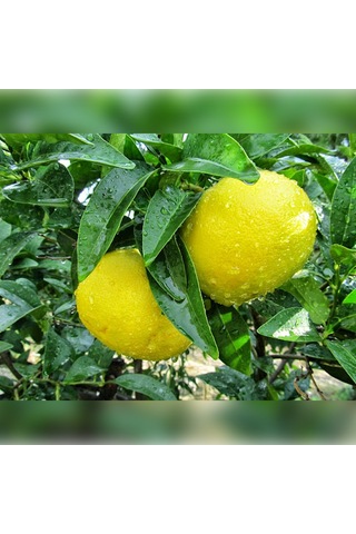 Greyfurt Fidanı Beyaz Marsh Yaş 3 Boy 70-110 Cm Soğuklara Dayan