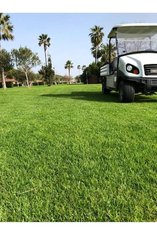 Dört Mevsim Ekilen 6 Karışımlı Çim Tohumu 1 Kğ