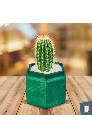 Kaf Ahşap Dekoratif Mini Saksı / Altıgen / Zümrüt Yeşili