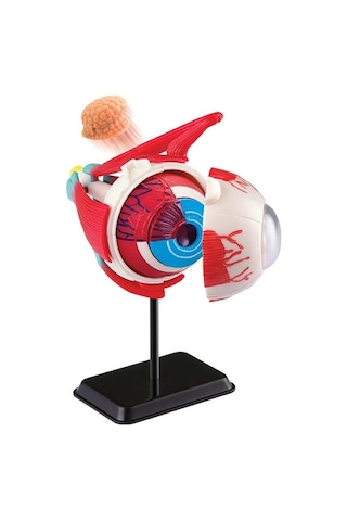 Göz Modeli 35 Parça 14 Cm