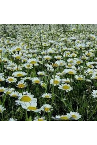 20 Adet Tohum Yayılıcı Kır Papatyası Çiçeği Tohumu Çiçek Tohumu S