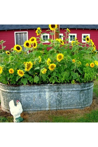 Süs Ayçiçeği Tohumu