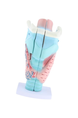 Suntek 3x Büyütülmüş İnsan Gırtlak Anatomik Modeli Anatomi