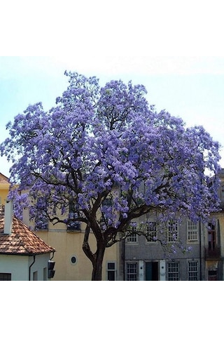Çin Kavağı Paulownia Pavlonya Fidanı 15-25 Cm Saksılı