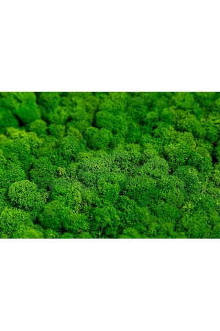 Trend Bahçe Reindeer Moss Forest Green Şoklanmış Norveç Yosunu 500 G