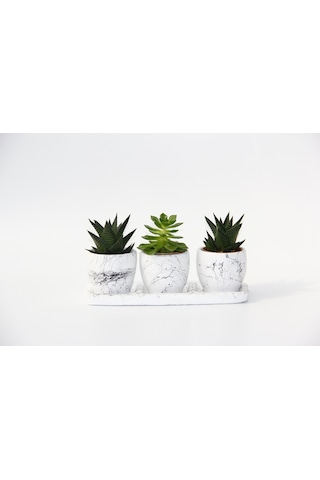 Trio Beyaz Sukulent Seti - Haworthia. Echeveria Emerald
